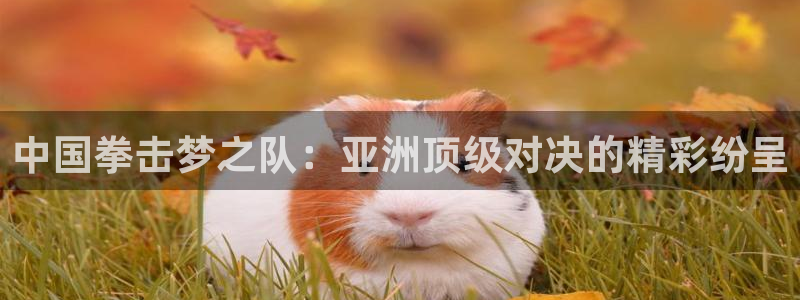 松鼠直播体育：中国拳击梦之队：亚洲顶级对决的精彩纷呈